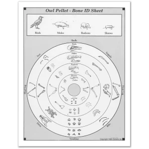 Owl Pellet Bone Sorting Sheets