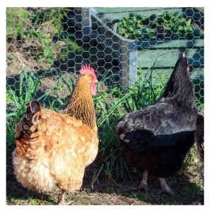 Hexagonal Poultry Netting 1″ - view 4