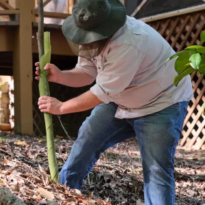 Biodegradable Spiral Tree Guards