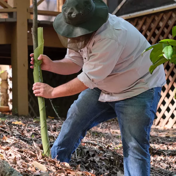 Biodegradable Spiral Tree Guards