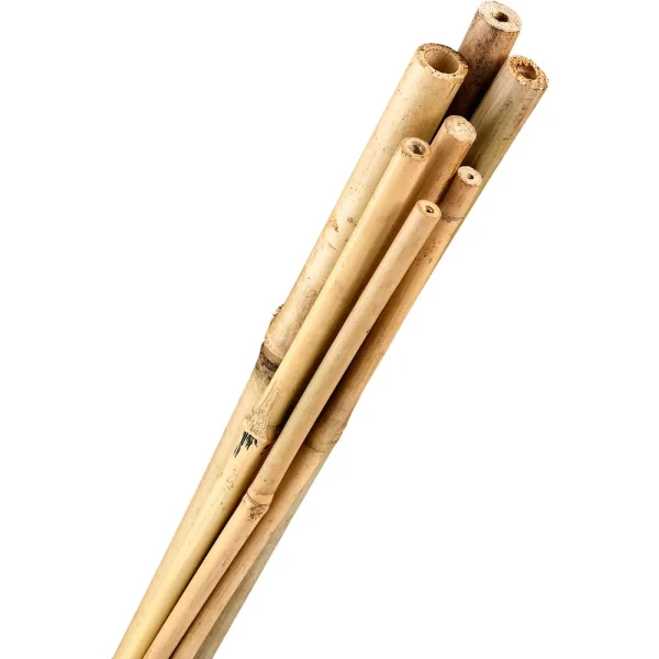Bamboo Stakes