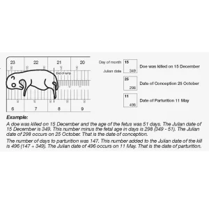 Jim-Gem® Deer Fetus Scale - view 2