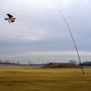 Jackite Predator Bird Kites - view 4