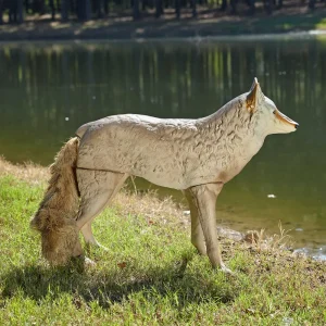 Lone Howler™ Goose-Repelling Coyote Decoy - view 2