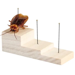 Hardwood Insect Pinning Block