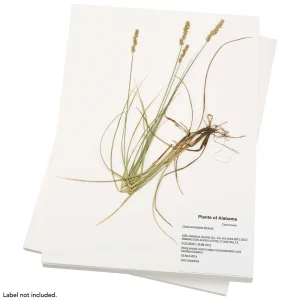 100% Rag Herbarium Mounting Paper