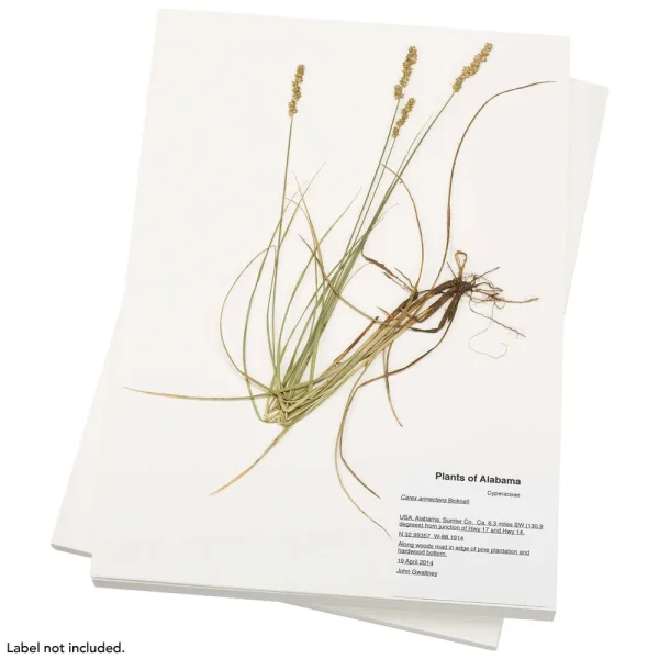 100% Rag Herbarium Mounting Paper