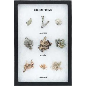 Lichen Forms Riker Mount