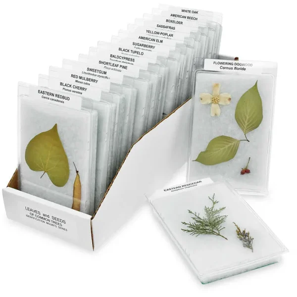 Leaves and Seeds of Common Trees Identification Mounts Series