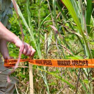 INVASIVE SPECIES Vinyl Roll Flagging - view 3