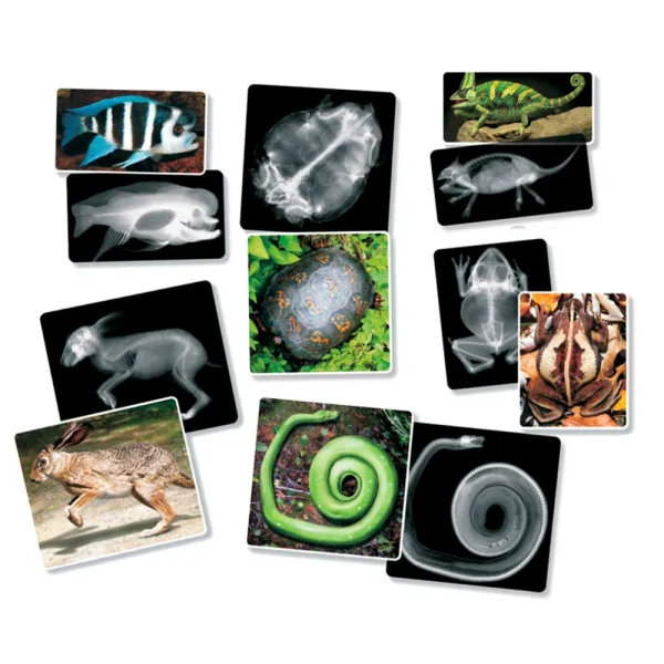 Roylco® Animal X-Rays