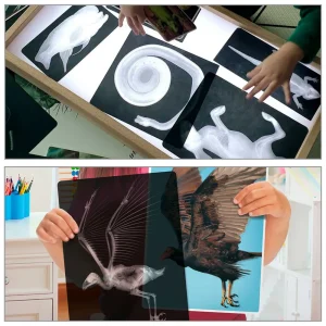 Roylco® Animal X-Rays - view 2