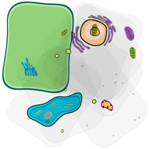 Roylco® Cell Builder Transparencies