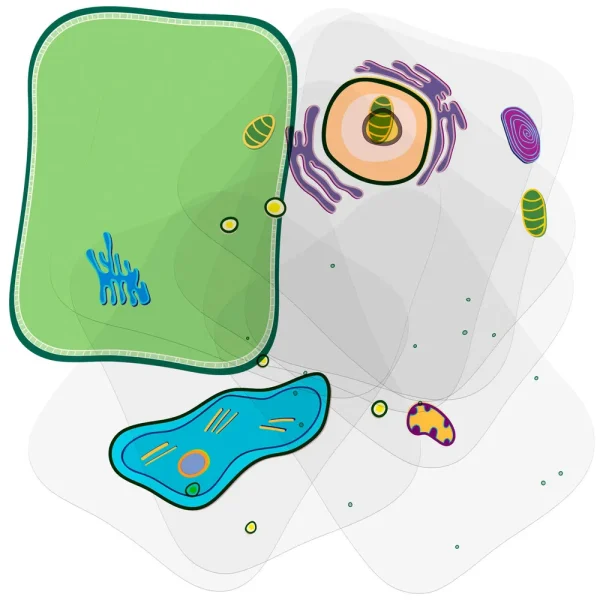 Roylco® Cell Builder Transparencies