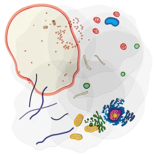 Roylco® Cell Builder Transparencies - view 2