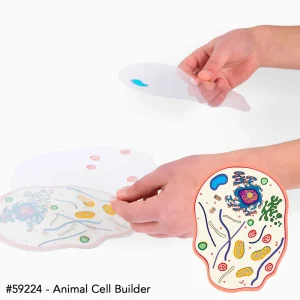 Roylco® Cell Builder Transparencies - view 4