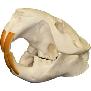 Natural Bone Skulls