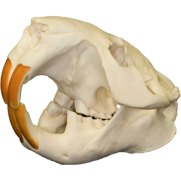 Natural Bone Skulls