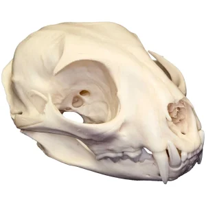 Natural Bone Skulls - view 2