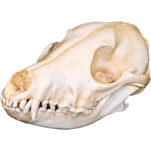 Natural Bone Skulls - view 3