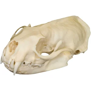 Natural Bone Skulls - view 4