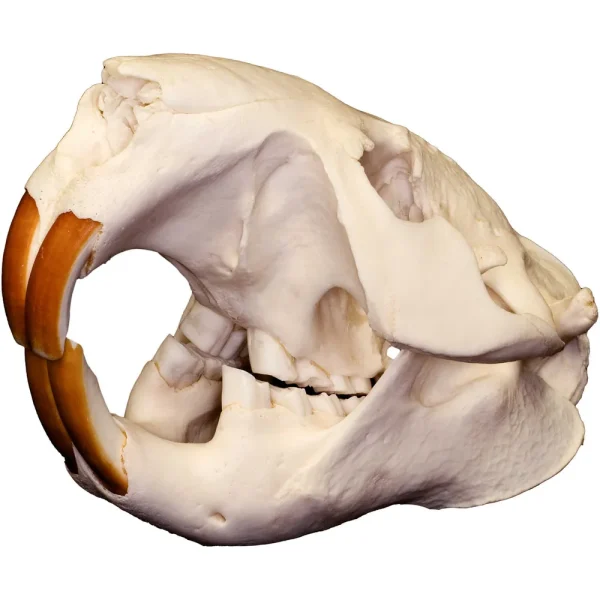Replica Skulls