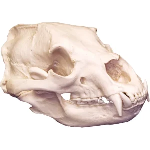 Replica Skulls - view 2
