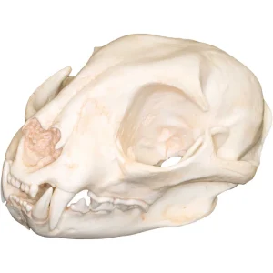 Replica Skulls - view 3