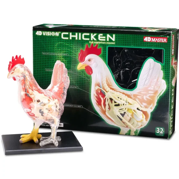 4D Vision™ Chicken Anatomy Model
