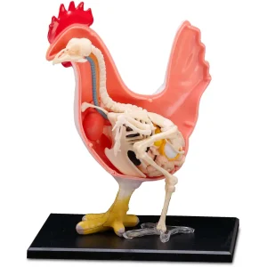 4D Vision™ Chicken Anatomy Model - view 2