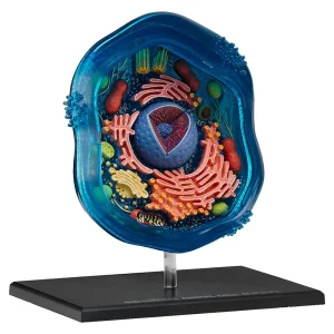 4D Science™ Animal Cell Model - view 2