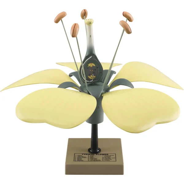 Eisco Typical Flower Classroom Model
