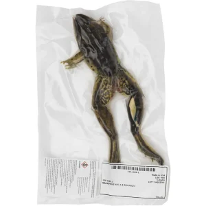 Grass Frog
