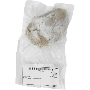 Sheep Heart Laboratory Dissection Specimen