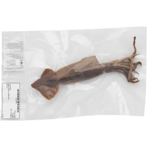 8-11-Inch Squid Laboratory Dissection Specimen