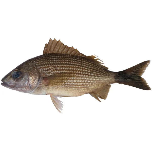 7-9-Inch Perch Laboratory Dissection Specimens