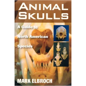 Animal Skulls