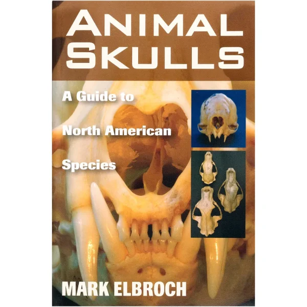 Animal Skulls