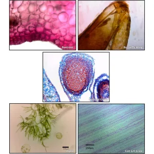 ioLight Portable High-Resolution Microscopes - view 4