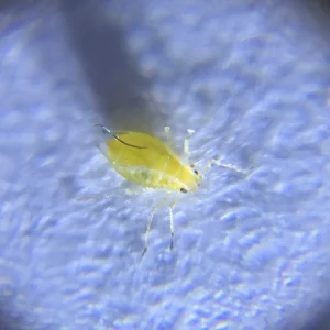 Universal Phone Microscope - view 4