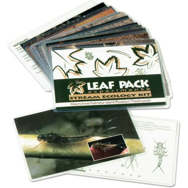 Freshwater Aquatic Macroinvertebrate: Insect Identification Flashcards