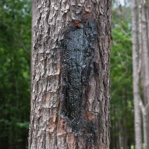 Treekote Tree Wound Dressing - view 4