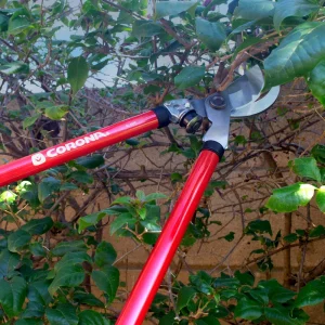 Corona® Deer Jawbone Removal Shears - view 2